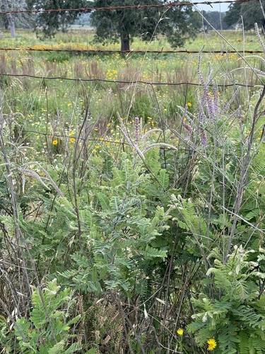 Amorpha canescens