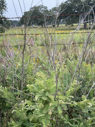 Amorpha canescens