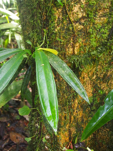 Baker's anthurium (Anthurium bakeri)