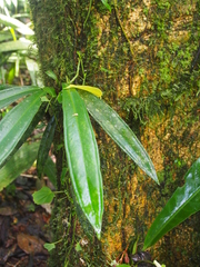 Anthurium bakeri, photograph (c) Lena Struwe, some rights reserved (CC BY-SA)