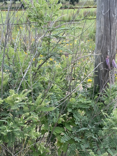 Amorpha canescens