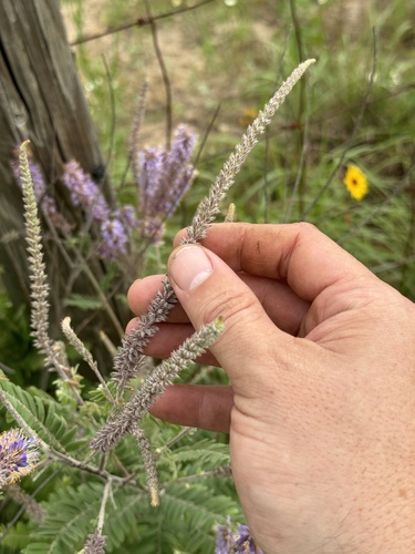 Amorpha canescens