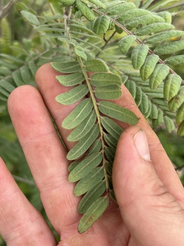 Amorpha canescens
