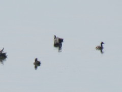 Podiceps nigricollis