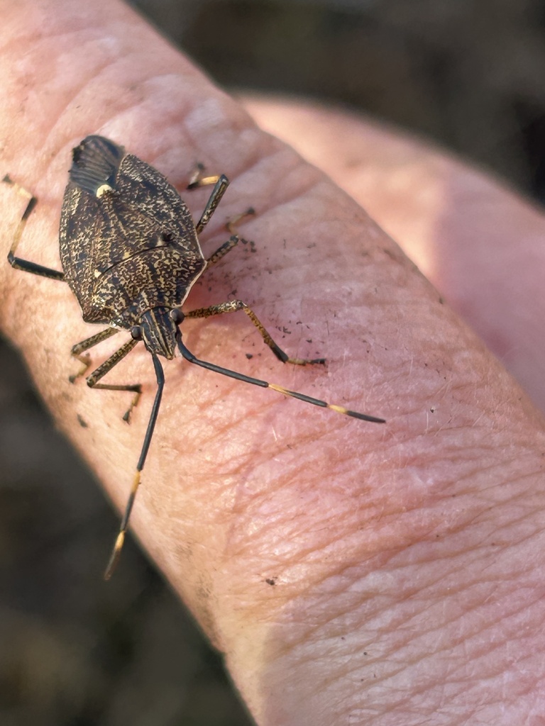 Brown Shield Bug from Flinders St, Rye, VIC, AU on May 13, 2024 at 08: ...