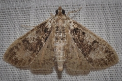 Palpita arsaltealis