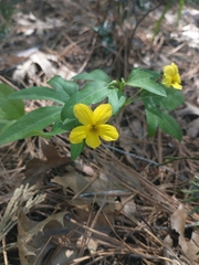 Viola lobata ssp. lobata