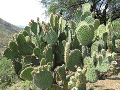 Opuntia pilifera