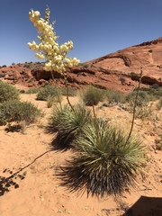 Yucca utahensis