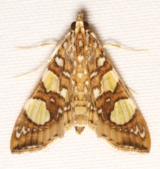 Glyphodes sibillalis