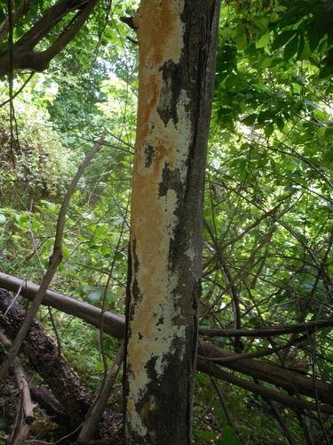 Milk-white Toothed Polypore