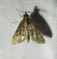 Steniodes declivalis