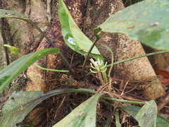 Peperomia pernambucensis, photograph (c) Lena Struwe, some rights reserved (CC BY-SA)