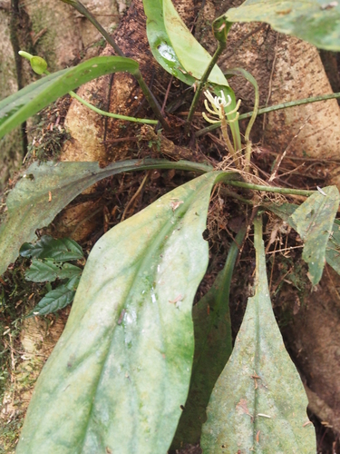 Peperomia pernambucensis, photograph 5