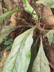 Peperomia pernambucensis, photograph (c) Lena Struwe, some rights reserved (CC BY-SA)