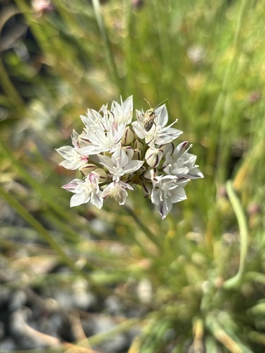 Yucaipa onion (Allium marvinii)