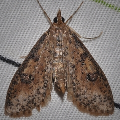 Palpita aenescentalis