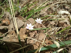 Hepatica americana