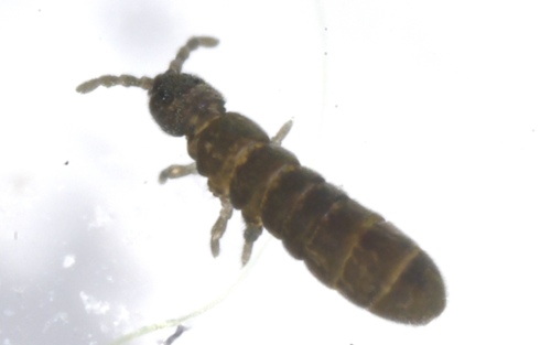 Archisotoma