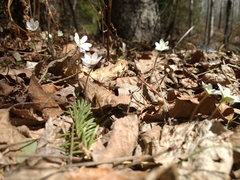 Hepatica americana