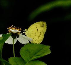 Eurema andersoni