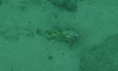 Epinephelus guttatus