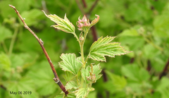 Rubus crataegifolius