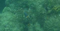 Bodianus rufus