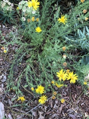 Xanthisma spinulosum