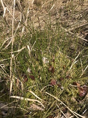 Equisetum variegatum