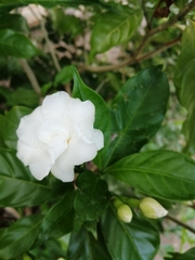 Tabernaemontana divaricata