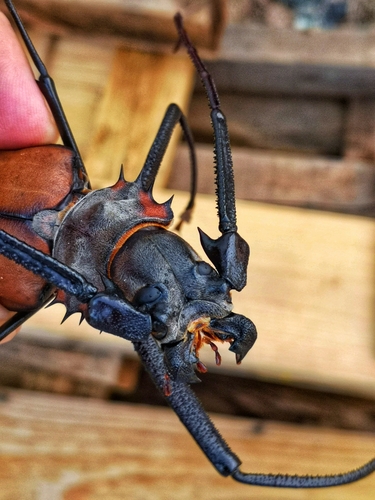 Enoplocerus armillatus