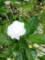 Tabernaemontana divaricata