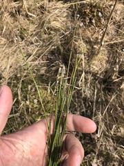 Equisetum variegatum