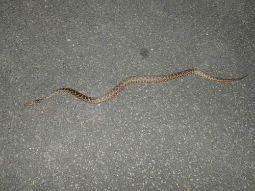 Spotted Python sighting