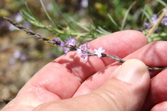 Verbena menthifolia