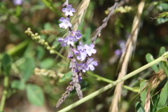 Verbena menthifolia