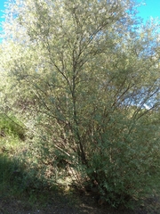 Salix