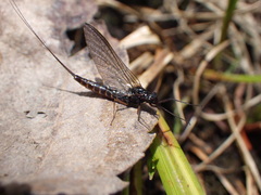 Leptophlebia