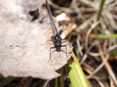 Leptophlebia