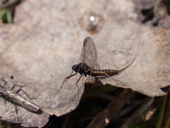 Leptophlebia