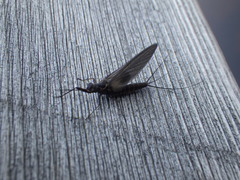 Leptophlebia