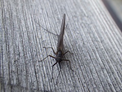 Leptophlebia
