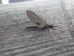 Leptophlebia