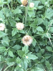 Tridax procumbens