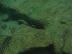 Halichoeres maculipinna