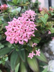 Magnoliopsida