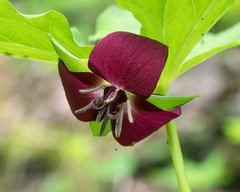 Trillium vaseyi