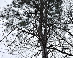 Pinus resinosa