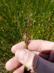 Eleocharis macrostachya